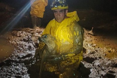 C&atilde;o estava preso em uma &aacute;rea enlameada e tomada por vegeta&ccedil;&atilde;o denominada taboa -  (crédito: CBMMG/Divulga&ccedil;&atilde;o)