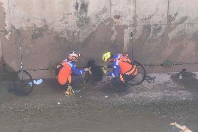 Cão é resgatado pelo Grupo de Resgate Animal de Belo Horizonte (GRABH) na manhã desta sexta-feira (16/1) -  (crédito: Edésio Ferreira/EM/DA Press)