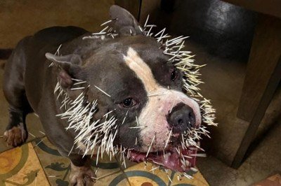 Cachorro da raça American Bully assusta ouriço-cacheiro, que o ataca com espinhos -  (crédito: CBMMG/ Divulgação)