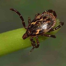 Saiba se livrar dos carrapatos: Brasil tem 230 tipos espalhados por aí -  Flickr Maria Ogrzewalska