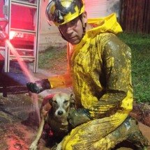 Cachorro é resgatado por bombeiro depois de ficar preso na lama - Corpo de Bombeirros/divulgação