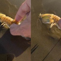 Lagosta-boxeadora dá “golpe” em turista no litoral paulista - Reprodução de vídeo redes sociais