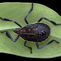 Praga na agricultura, espécie chinesa de percevejo chega ao Brasil - Chen-Pan Liao/Wikimedia Commons