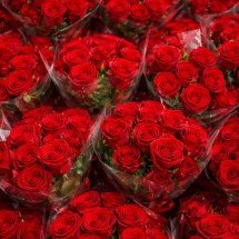 Paolla Oliveira recebe caminhão de rosas e critica o galanteio: “Invasão” - imagem gerada por i.a 