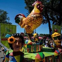 A SAF alvinegra processou – e perdeu – o tradicional Galo da Madrugada por conta do nome -  (crédito: Nelson Almeida/AFP)