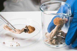 'Conheci a sensação de paz pela primeira vez': o debate sobre a prescrição de cogumelos alucinógenos no 'SUS britânico'