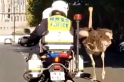 <p>Imagina estar viajando com sua família na estrada e se deparar com um avestruz fugindo de policiais… É, esse fato aconteceu na China.</p>
 -  (crédito: Reprodução/Redes Sociais)