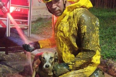 Cachorro foi resgatado por bombeiro, que, literalmente, enfiou o pé na lama para salvar o animal -  (crédito: Corpo de Bombeirros/divulgação)