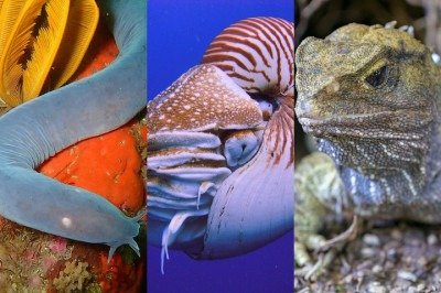 <p>Alguns animais que existem atualmente podem ser considerados verdadeiros “dinossauros vivos” porque suas linhagens remontam a centenas de milhões de anos. Veja alguns exemplos!</p>
 -  (crédito: Montagem/Wikimedia Commons)