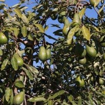 Abacate: fruta de gordura boa surpreende pelo nome científico - sandid por Pixabay 