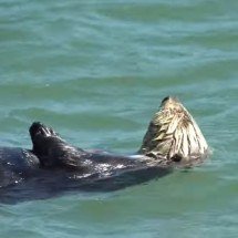 Pra quem não viu: lontras ‘enamoradas’ surgem um século após sumiço da espécie em Oregon - Divulgação YouTube Elakha Alliance 