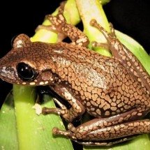 Perereca brasileira recebe nome de personagem da literatura - Reprodução/Reuber Brandão