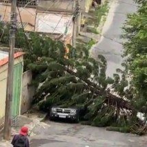 BH: árvore cai sobre portão e poste provocando queda de energia - Reprodu&ccedil;&atilde;o CBMMG