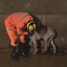 Bombeiros resgatam cadela caída em córrego de cidade mineira - CBMMG