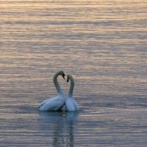 Os animais mais fiéis do mundo; unidos para sempre - Wolfgang Hasselmann Unsplash