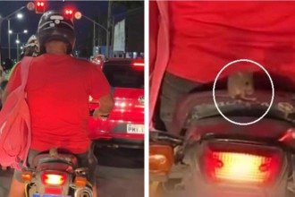 Rato é flagrado ‘pegando carona’ em motocicleta