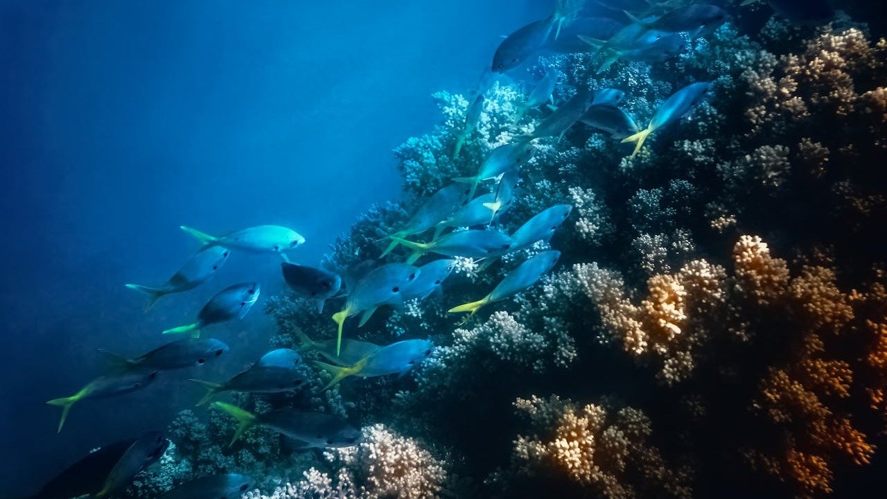 A vida marinha rica e colorida da Grande Barreira de Corais, destino imperd&iacute;vel na Austr&aacute;lia, atrai mergulhadores de todo o mundo. -  (crédito: Gilberto Olimpio/ Pexels)