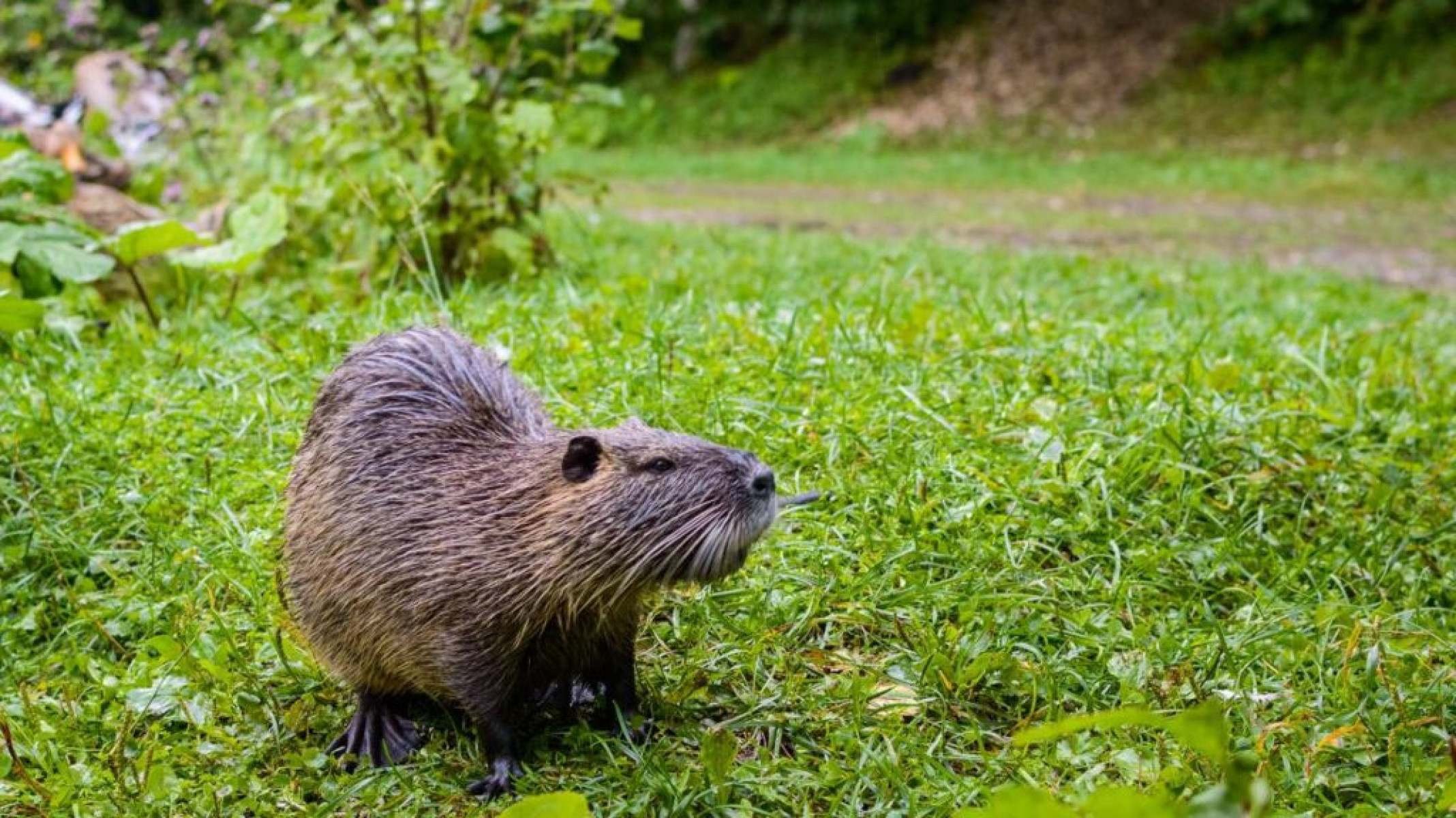 Como os castores beneficiam a natureza - Portal Giro 10