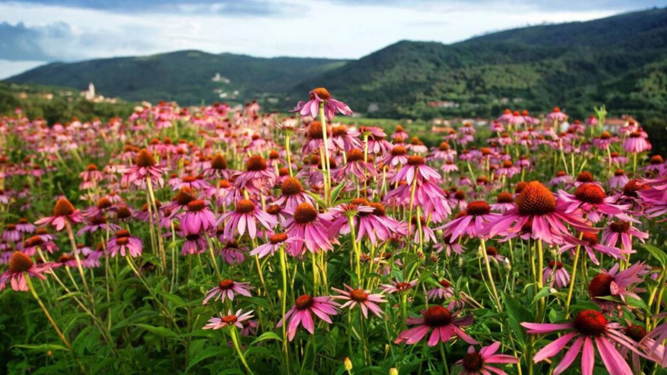 Flores vivas e raízes poderosas que beneficiam a saúde: descubra a equinácea - Portal Giro 10
