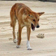 Polícia suspeita de ataque de cães selvagens após ‘sinais’ em corpo de mulher encontrado em praia da Austrália - Bernd Hildebrandt/Pixabay