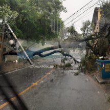 Árvore cai, derruba quatro postes e bloqueia via em bairro de BH - CBMMG