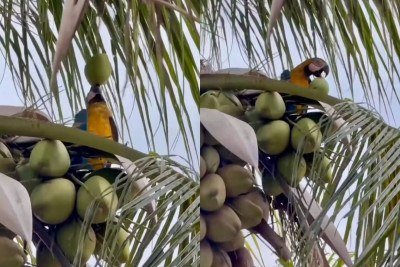 <p>Um vídeo gravado em Cuiabá, Mato Grosso, mostra uma arara-canindé exibindo inteligência e graça ao beber água de coco no alto de um coqueiro. A cena encantou internautas e somou mais de meio milhão de visualizações em 48 horas no Instagram do “Só Notícia Boa”.</p>
 -  (crédito: Reprodução/Instagram)