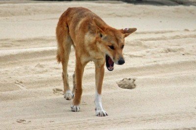 <p>O ataque de uma matilha de dingos (um tipo de cão selvagem) pode ter sido a causa da morte de uma jovem canadense de 19 anos na Austrália.</p>
 -  (crédito: Bernd Hildebrandt/Pixabay)