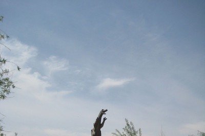 <p>Erenhot é conhecida por seus fósseis de dinossauros e por isso adotou o tema em sua identidade urbana. Há esculturas de dinos na cidade.</p>
 -  (crédito: Hanno Böck wikimedia commons)