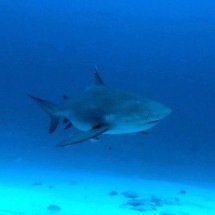 Após sucessivos ataques de tubarão, autoridades mandam fechar praias na Austrália - Wikimedia Commons/Jerome Paillet 