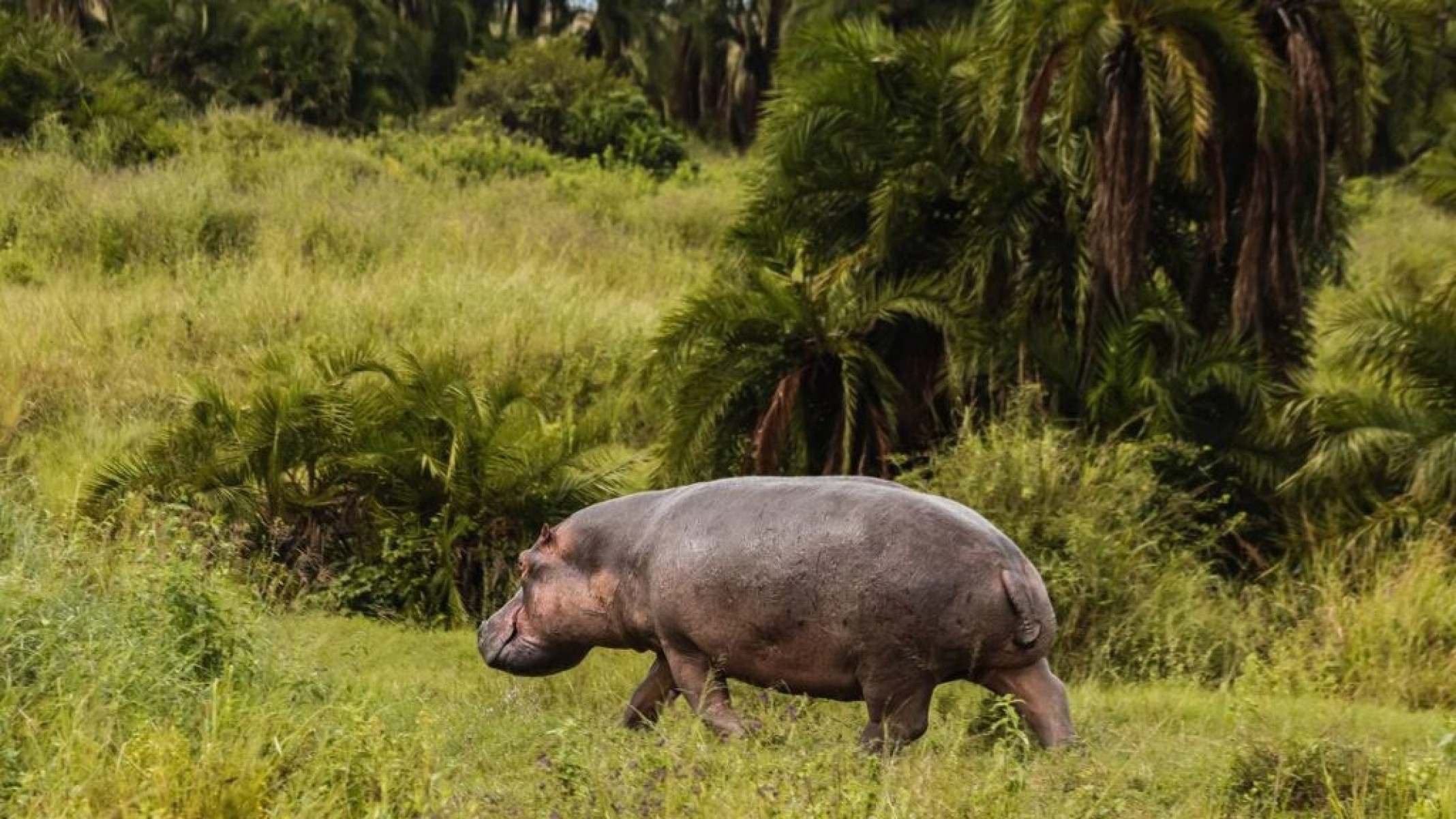 Hipopótamo: a mordida mais poderosa do reino animal - Portal Giro 10