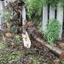 BH: Árvore de grande porte ameaça cair sobre praça e imóveis - Marcos Vieira/EM/D.A.Press