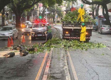 Um galho de árvore caiu sobre um carro na Avenida Prudente de Morais, no Bairro Santo Antônio, em BH, mas ninguém se feriu -  (crédito: Edésio Ferreira/EM/DA Press)