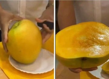 Manga de mais de 2 kg virou atração no Ceará -  (crédito: Redes sociais / reprodução)