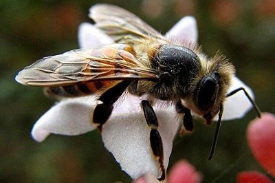 <p>As abelhas amazônicas da província de Satipo, no Peru, tornaram-se os primeiros insetos do mundo a ter direitos reconhecidos por lei. Não entendeu? O Flipar te explica! A legislação é válida na área da Reserva de Biosfera Avireri Vraem.</p>
 - 