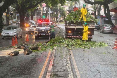 Um galho de árvore caiu sobre um carro na Avenida Prudente de Morais, no Bairro Santo Antônio, em BH, mas ninguém se feriu -  (crédito: Edésio Ferreira/EM/DA Press)