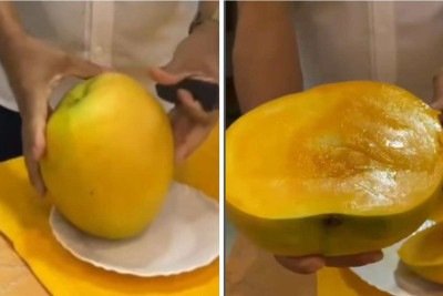 Manga de mais de 2 kg virou atração no Ceará -  (crédito: Redes sociais / reprodução)