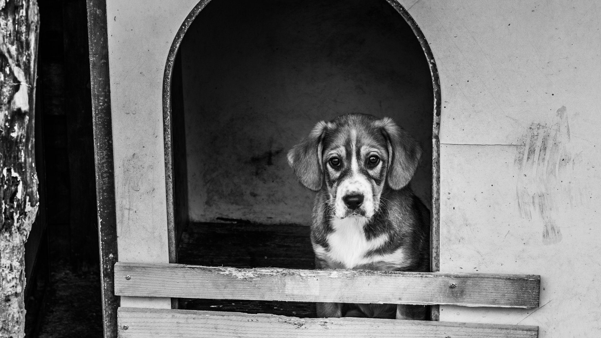 O que diz a lei sobre maus-tratos a animais? Entenda as penas atuais - Marco Grosso/ Unsplash