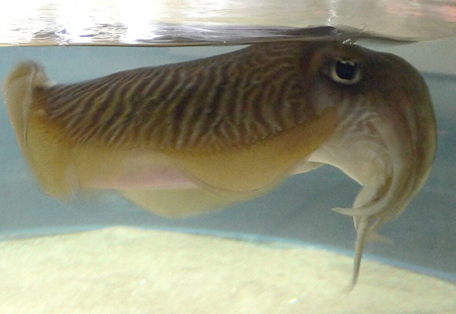 É verdade que a cor sépia é retirada de um molusco? - Portal Giro 10