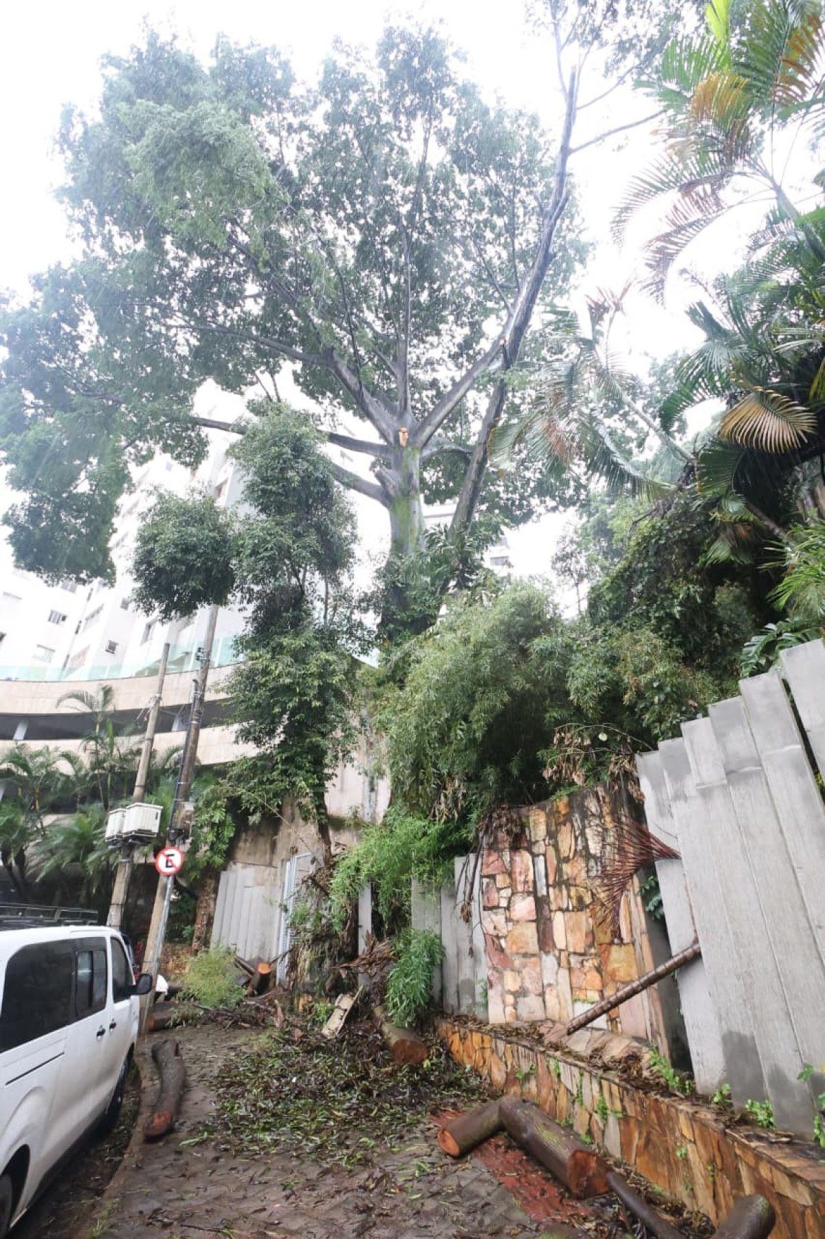 Árvore é vizinha a prédio residencial -Marcos Vieira/EM/D.A.Press
