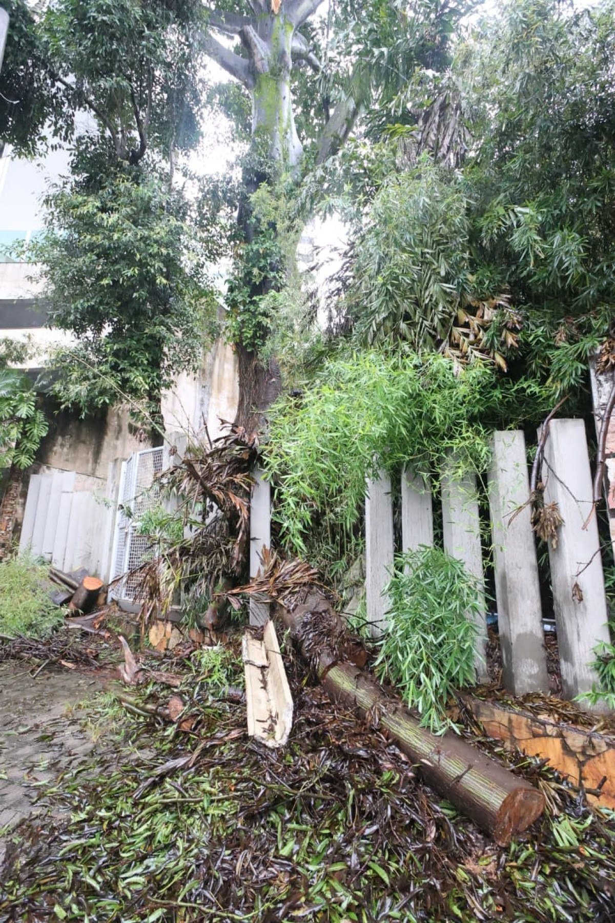 Árvore já derrubou parte do muro do parque-Marcos Vieira/EM/D.A.Press
