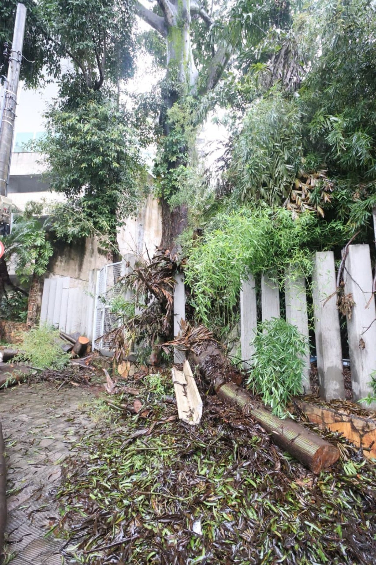 Prefeitura afirmou que já iniciou a supressão da árvore, mas não informou data para terminar o trabalho-Marcos Vieira/EM/D.A.Press