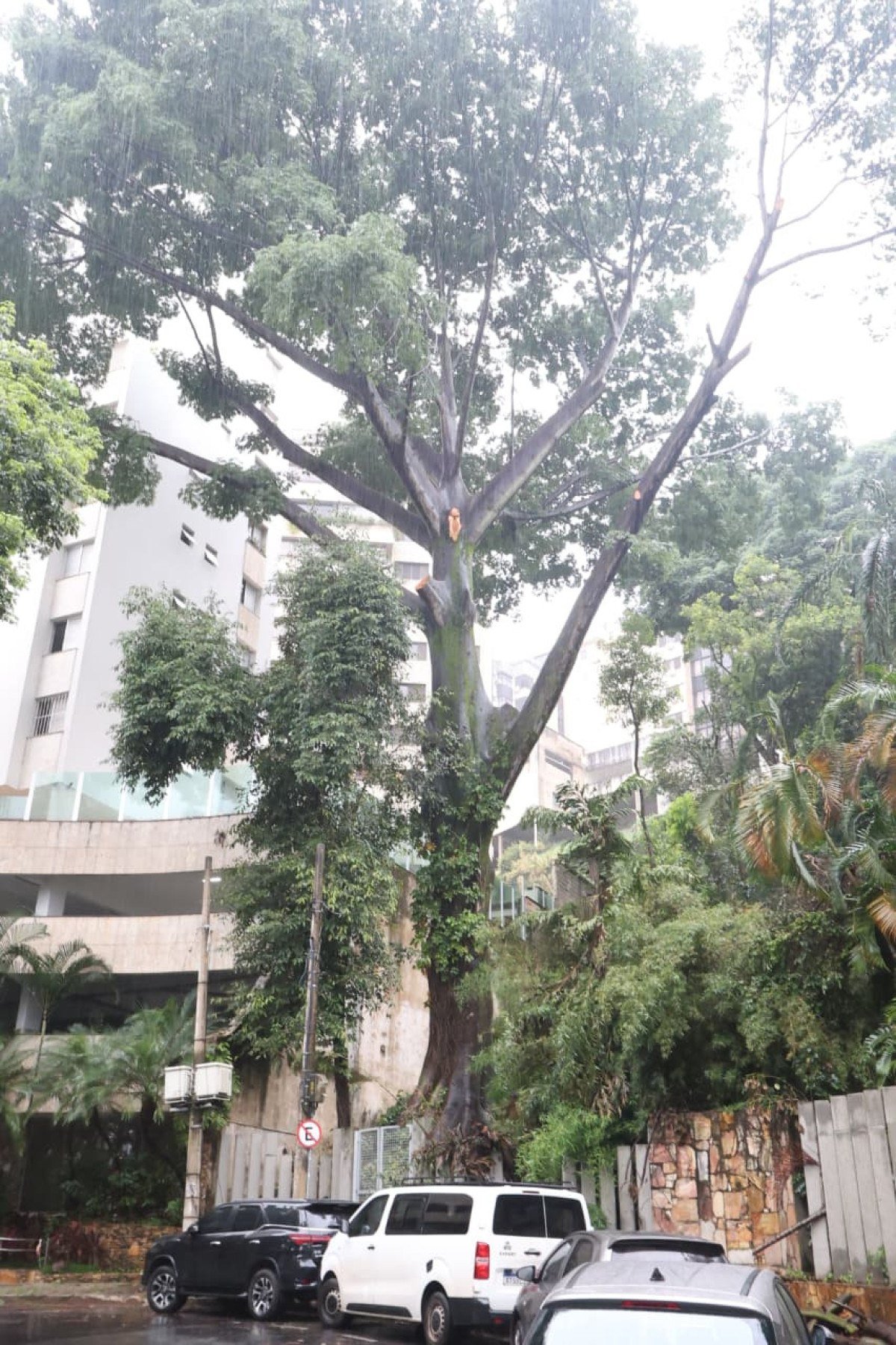 Reportagem constatou veículos estacionados sob a copa da árvore-Marcos Vieira/EM/D.A.Press