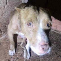 MPMG propõe ação contra tutores de cão golpeado com foice - MPMG/Divulga&ccedil;&atilde;o