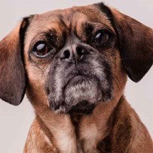 Pets idosos - Freepik