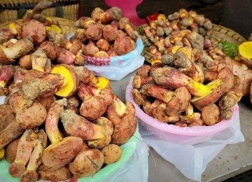 <em>Lanmaoa asiatica</em> Ã© vendido em mercados, aparece em cardÃ¡pios de restaurantes e Ã© servido em casa durante o auge da temporada de cogumelos, entre junho e agosto -  (crédito: Colin Domnauer)