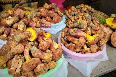 <em>Lanmaoa asiatica</em> Ã© vendido em mercados, aparece em cardÃ¡pios de restaurantes e Ã© servido em casa durante o auge da temporada de cogumelos, entre junho e agosto -  (crédito: Colin Domnauer)