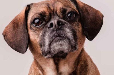                 -  (crédito: Freepik)