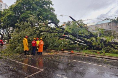 Entre a manh&atilde; de quinta-feira (22/1) e a de hoje, o Corpo de Bombeiros atendeu quase 40 ocorr&ecirc;ncias relacionadas a queda de &aacute;rvores na Grande BH -  (crédito: Jair Amaral/EM/DA Press)