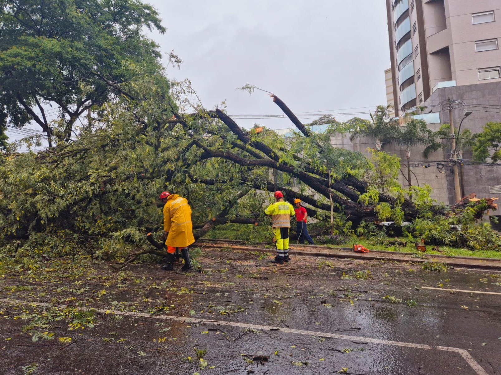 Entre a manhã de quinta-feira (22/1) e a de hoje, o Corpo de Bombeiros atendeu quase 40 ocorrências relacionadas a queda de árvores na Grande BH-Jair Amaral/EM/DA Press