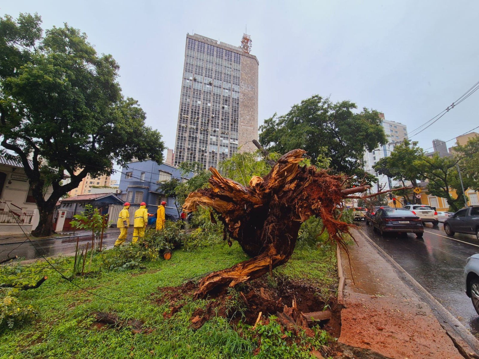 Entre a manhã de quinta-feira (22/1) e a de hoje, o Corpo de Bombeiros atendeu quase 40 ocorrências relacionadas a queda de árvores na Grande BH-Jair Amaral/EM/DA Press